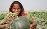 tn_pa8.jpg - <p><strong>Vegetable growing on sandbanks.</strong><strong> </strong></p>
<p><strong> </strong><strong>Shakina with a water melon</strong></p>
<p>Once barren sand banks are being brought into cultivation in the dry season by agricultural techniques such as composting to improve the soil, introduction of drought tolerant crops varieties and other simple techniques which help improve security over their livelihoods and food supply.</p>